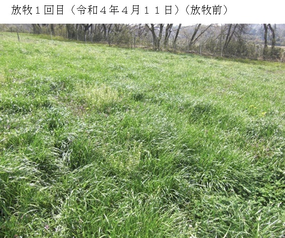 フェストロリウム|那系1号