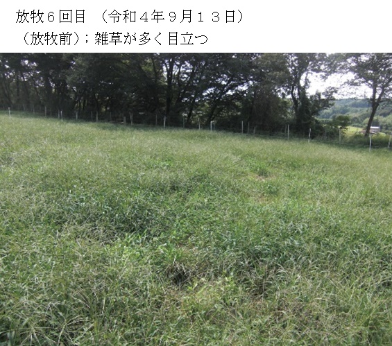 フェストロリウム|那系1号