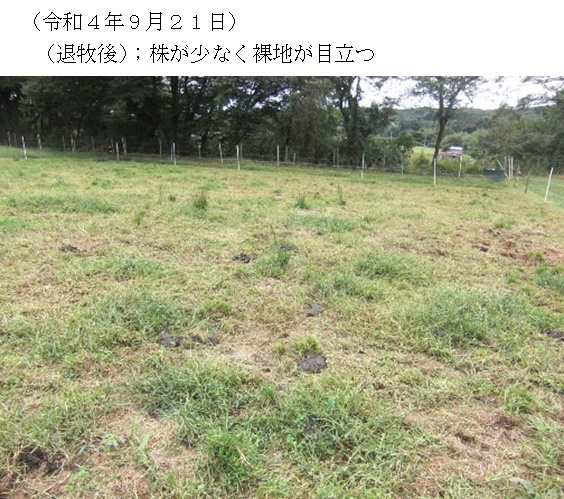 フェストロリウム|那系1号