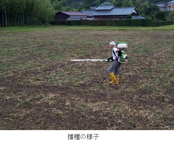 イタリアンライグラス|はやまき18