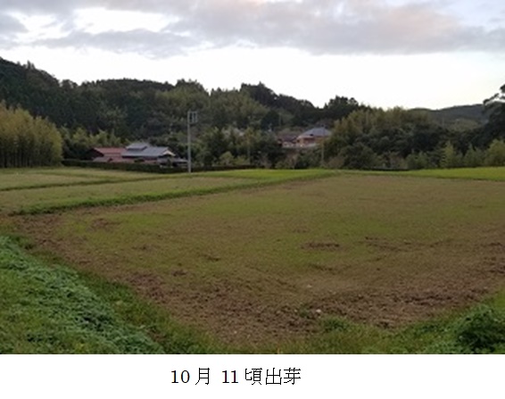 イタリアンライグラス|はやまき18