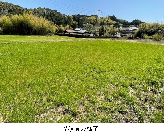 イタリアンライグラス|はやまき18