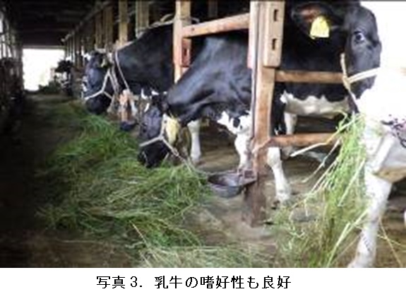 イタリアンライグラス|はやまき18