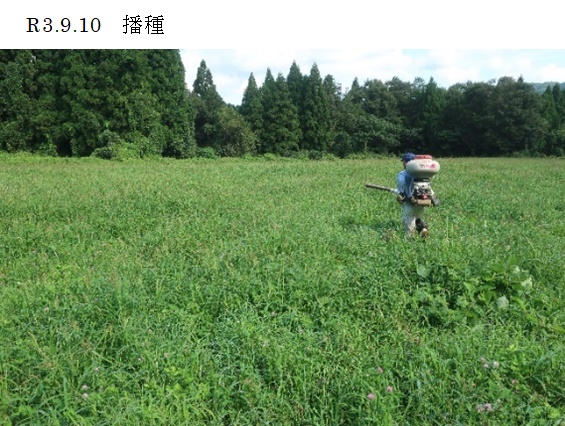 ペレニアルライグラス|ヤツカゼ2