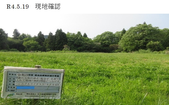 ペレニアルライグラス|ヤツカゼ2