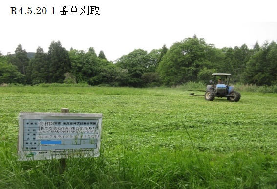 ペレニアルライグラス|ヤツカゼ2