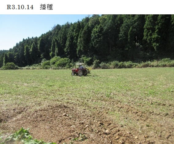 ペレニアルライグラス|ヤツカゼ2