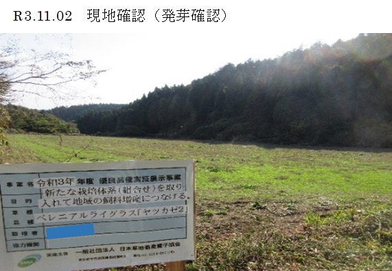 ペレニアルライグラス|ヤツカゼ2