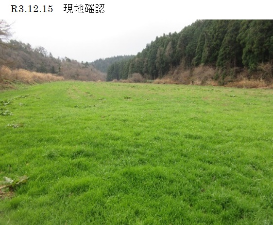 ペレニアルライグラス|ヤツカゼ2