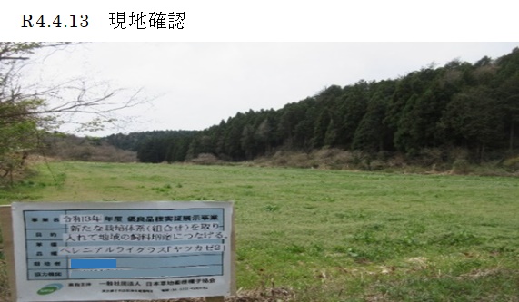 ペレニアルライグラス|ヤツカゼ2