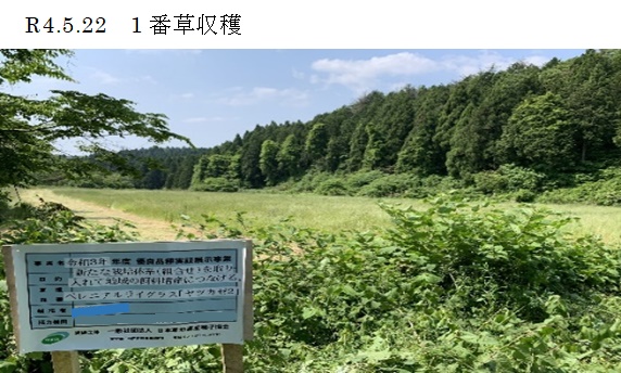 ペレニアルライグラス|ヤツカゼ2