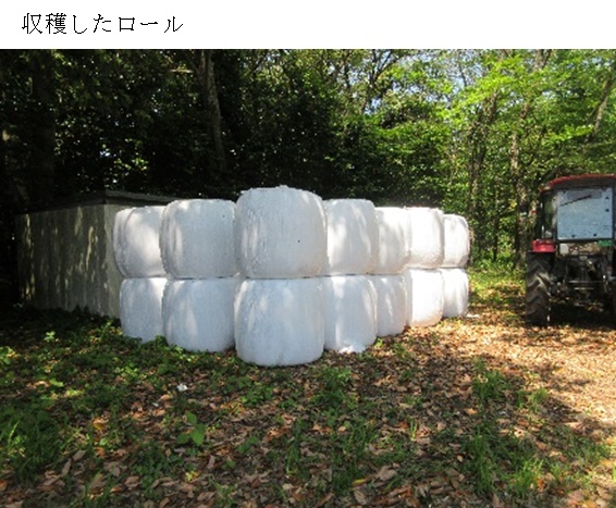 ペレニアルライグラス|ヤツカゼ2