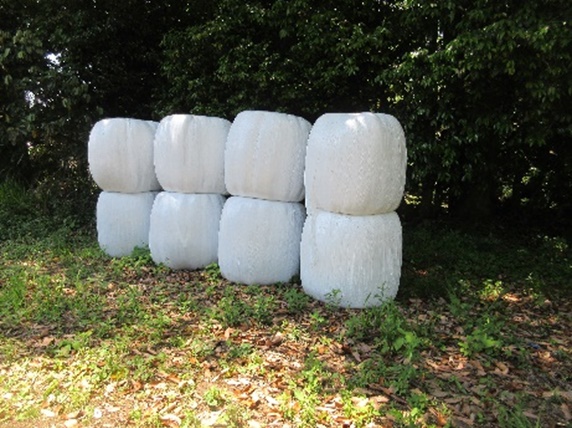 ペレニアルライグラス|ヤツカゼ2