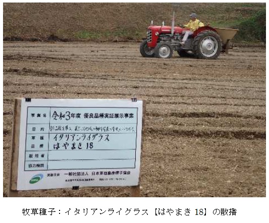 イタリアンライグラス|はやまき18