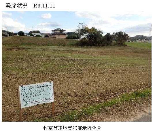 イタリアンライグラス|はやまき18