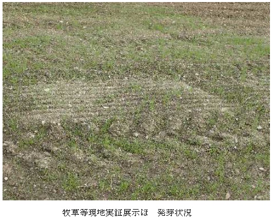 イタリアンライグラス|はやまき18