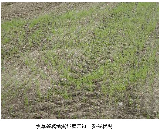 イタリアンライグラス|はやまき18