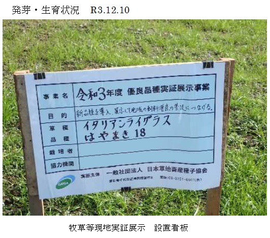 イタリアンライグラス|はやまき18