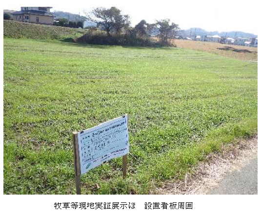 イタリアンライグラス|はやまき18