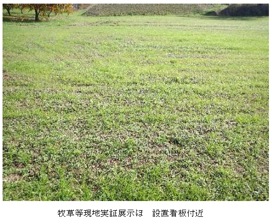 イタリアンライグラス|はやまき18