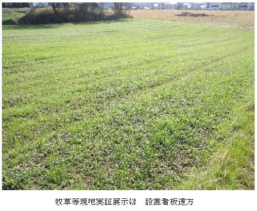 イタリアンライグラス|はやまき18