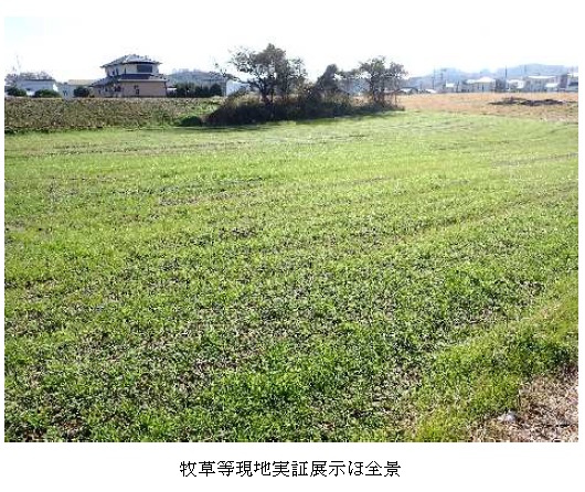 イタリアンライグラス|はやまき18