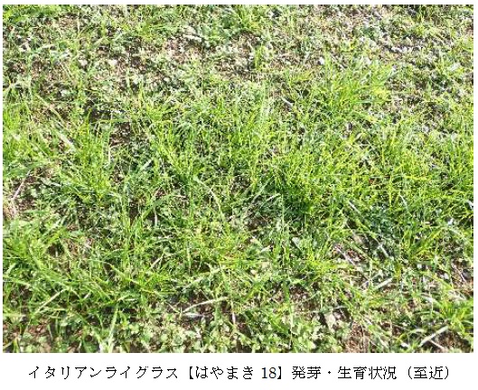 イタリアンライグラス|はやまき18