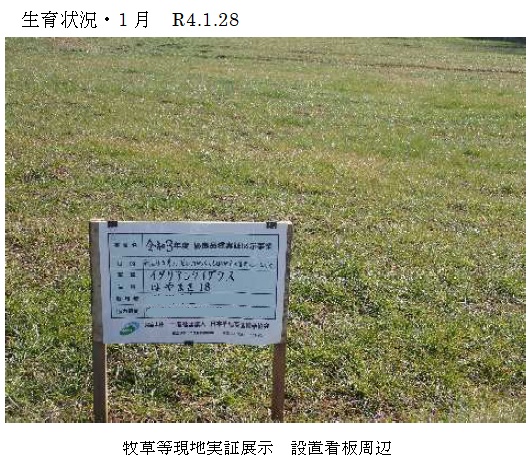 イタリアンライグラス|はやまき18