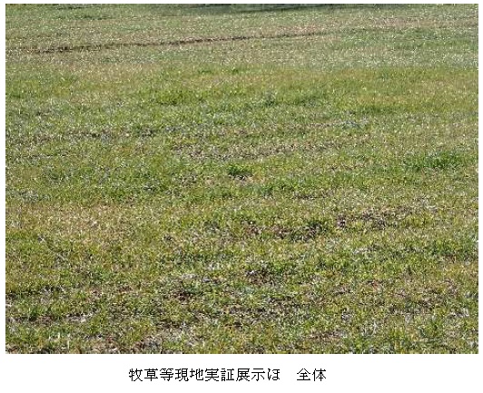 イタリアンライグラス|はやまき18