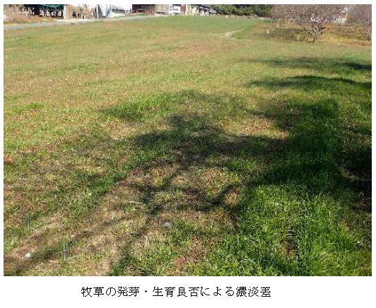 イタリアンライグラス|はやまき18