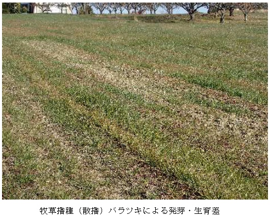 イタリアンライグラス|はやまき18