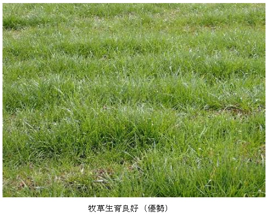 イタリアンライグラス|はやまき18