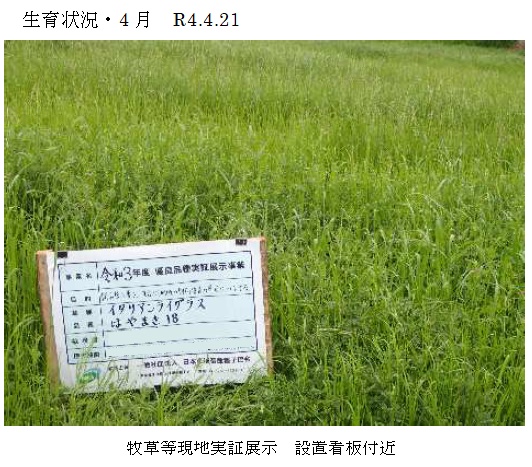 イタリアンライグラス|はやまき18