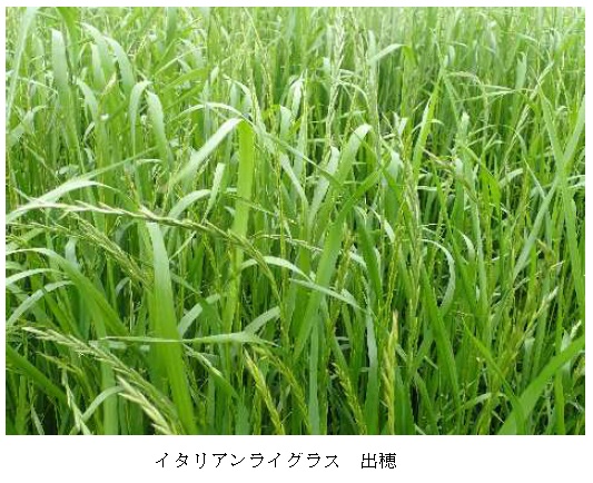 イタリアンライグラス|はやまき18