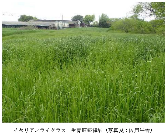 イタリアンライグラス|はやまき18