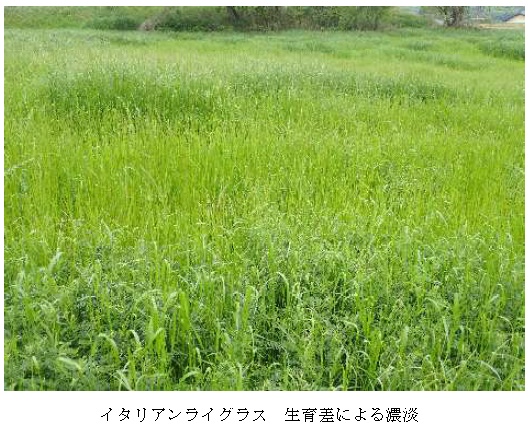 イタリアンライグラス|はやまき18