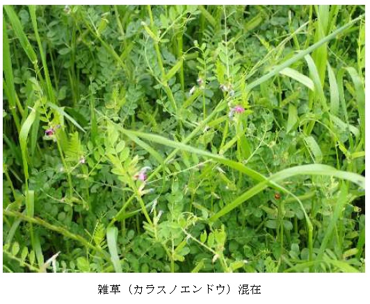 イタリアンライグラス|はやまき18