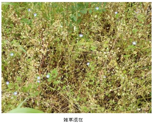 イタリアンライグラス|はやまき18