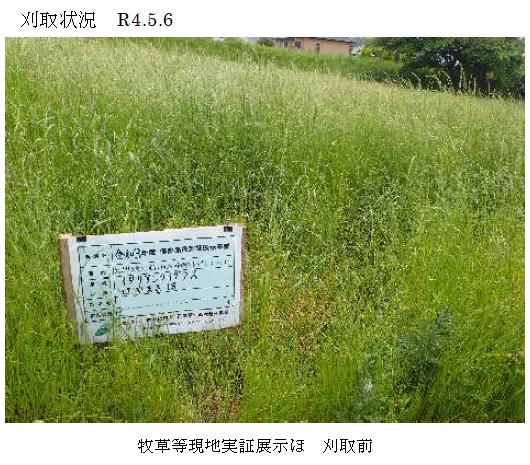 イタリアンライグラス|はやまき18