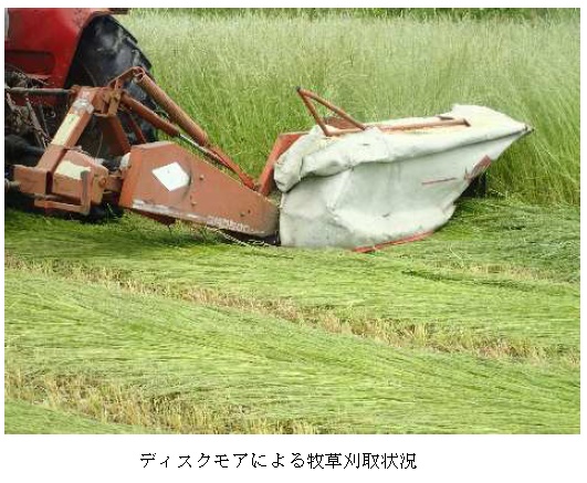 イタリアンライグラス|はやまき18