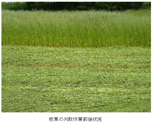 イタリアンライグラス|はやまき18