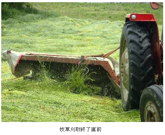 イタリアンライグラス|はやまき18