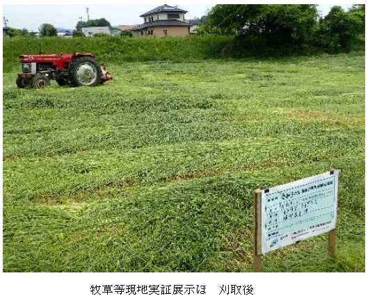 イタリアンライグラス|はやまき18