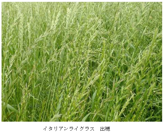 イタリアンライグラス|はやまき18