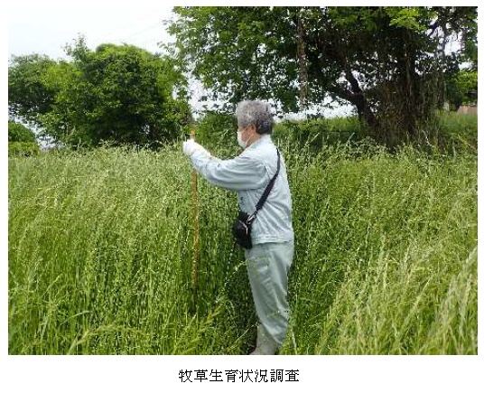 イタリアンライグラス|はやまき18