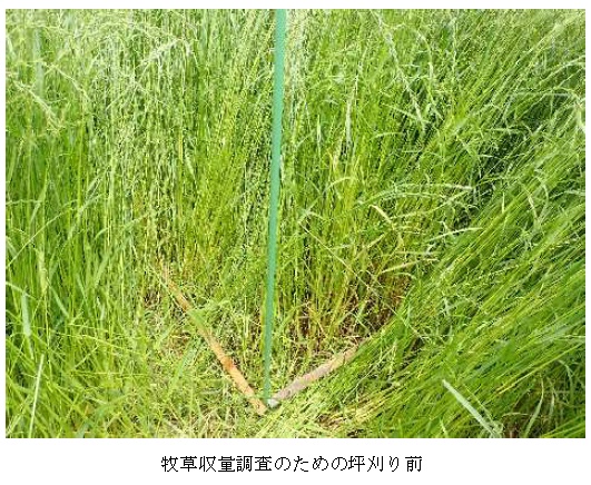 イタリアンライグラス|はやまき18