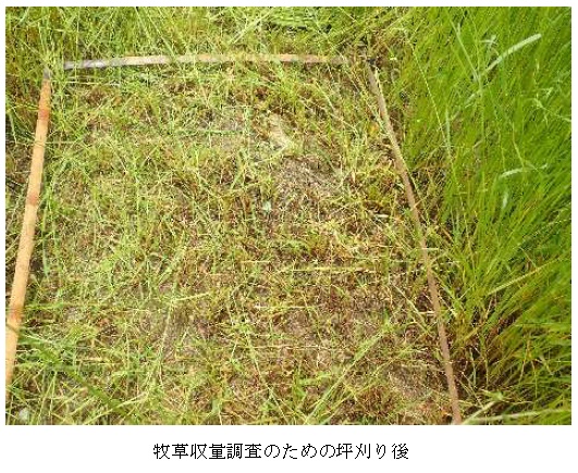 イタリアンライグラス|はやまき18