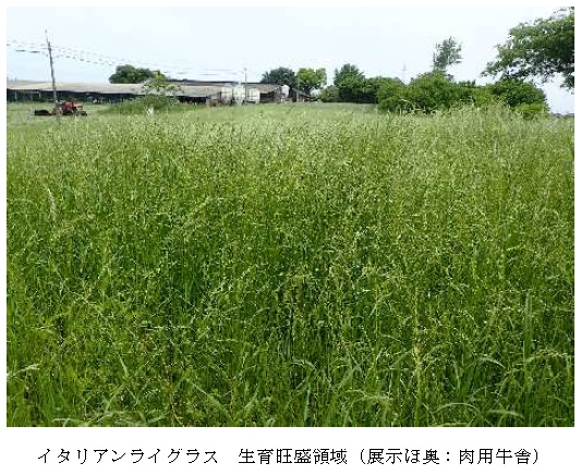 イタリアンライグラス|はやまき18