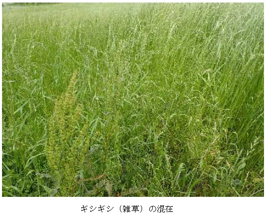 イタリアンライグラス|はやまき18