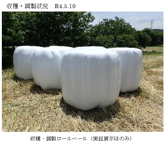 イタリアンライグラス|はやまき18